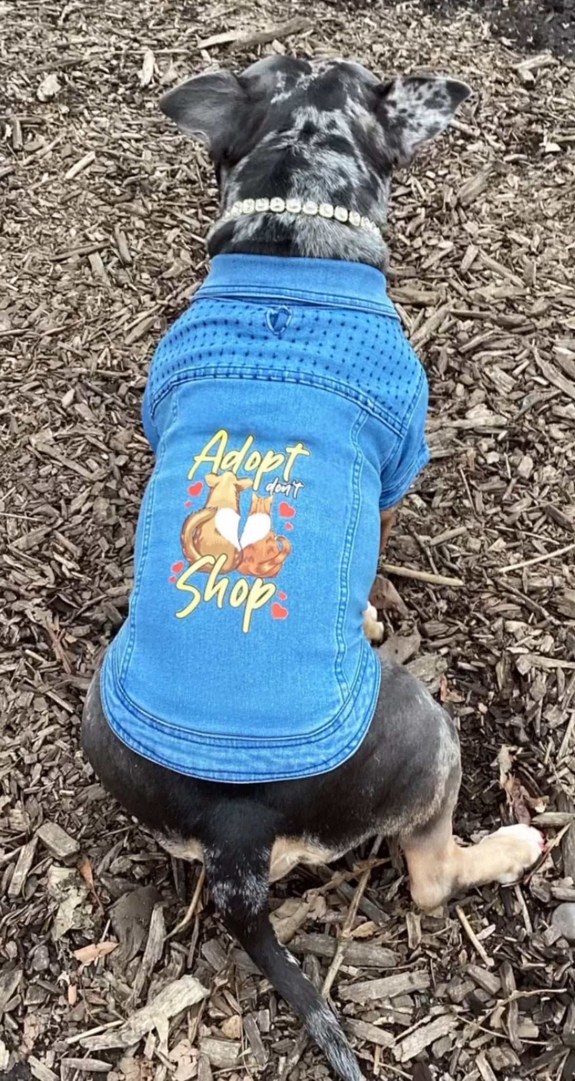 Adopt Don't Shop