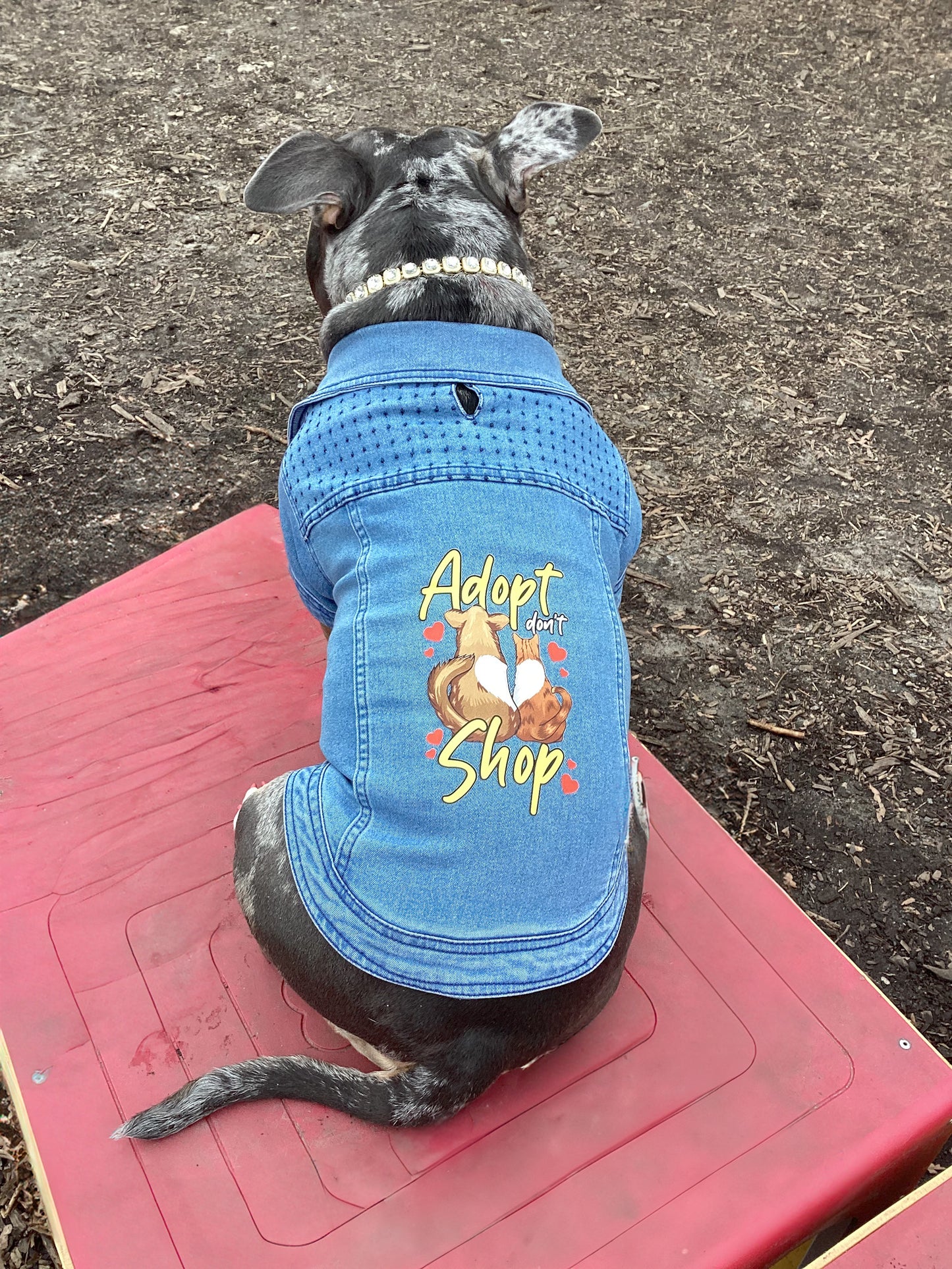 Adopt Don't Shop